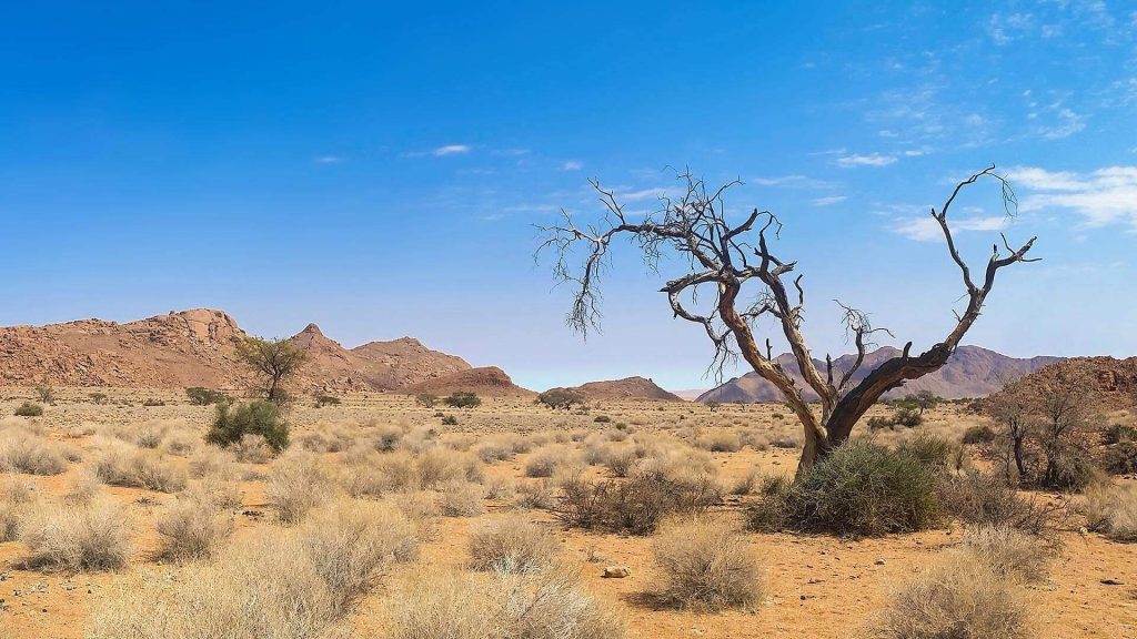 african wildlife free img